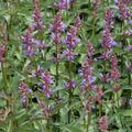 Agastache foeniculum 'Purple Haze' (S)