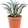 Agave amerciana mediopicta 'Alba', Gr�n/Grau, im 24cm Topf, H�he 50cm, Breite 40cm