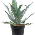 Agave americana, Gr�n/Grau, im 30cm Topf, H�he 65cm, Breite 60cm