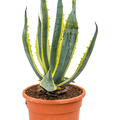 Agave americana 'Variegata', im 27cm Topf, H�he 60cm, Breite 50cm