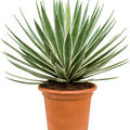 Agave angustifolia, Gr�n/grau, im 30cm Topf, H�he 90cm, Breite 80cm