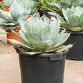 Agave parryi 'Truncata', Gr�n/grau, im 38cm Topf, H�he 55cm, Breite 45cm