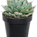 Agave potatorum 'Kichiokan', Gr�n/grau/gelb, im 20cm Topf, H�he 30cm, Breite 20cm