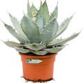 Agave titanota 'White Ice', Gr�n/grau, im 30cm Topf, H�he 55cm, Breite 45cm