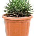 Agave victoriae-reginae, Gr�n, im 35cm Topf, H�he 50cm, Breite 35cm