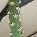 Agave victoriae-reginae, Agave victoriae-reginae