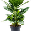 Aglaonema 'Amazon Silver', Tuff, im 19cm Topf, H�he 70cm, Breite 35cm
