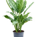 Aglaonema 'Chantal', Tuff, im 24cm Topf, H�he 70cm, Breite 40cm