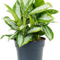 Aglaonema 'Diamond Bay', Tuff, im 30cm Topf, H�he 65cm, Breite 50cm
