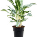 Aglaonema 'Emerald Stone', Tuff, im 19cm Topf, H�he 50cm, Breite 40cm