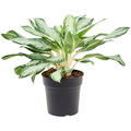 Aglaonema 'Golden Bay', Tuff, im 21cm Topf, H�he 50cm, Breite 45cm