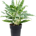 Aglaonema 'Greyhound', Tuff, im 19cm Topf, H�he 50cm, Breite 40cm