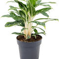 Aglaonema 'Ivy Green', Tuff, im 19cm Topf, H�he 45cm, Breite 45cm