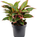 Aglaonema 'Jungle Red', Tuff, im 19cm Topf, H�he 40cm, Breite 30cm