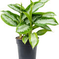 Aglaonema 'Silver Moon', Tuff, im 21cm Topf, H�he 40cm, Breite 35cm