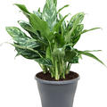Aglaonema 'Splash', Tuff, im 24cm Topf, H�he 70cm, Breite 40cm