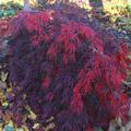 Acer palmatum Garnet