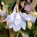 Akelei, Aquilegia-Hybriden, Bl�ten