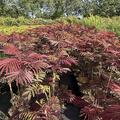 Seidenbaum, Albizia Evey's Pride, BZ