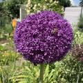 Allium 'Ambassador'�, Allium 'Ambassador'�