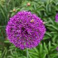 Allium 'Ambassador'�, Allium 'Ambassador'�