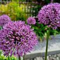 Allium Gladiator