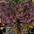 Grossbl�¼tiger Sternkugellauch, Allium christophii, Lubera