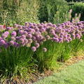 Allium senescens
