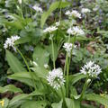B�rlauchpflanzen, Allium ursinum