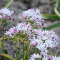 Allium 'Cameleon'