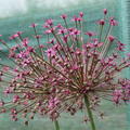 Grossbl�tiger Zierlauch 'Toabago'� (Allium 'Toabago'�)