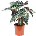 Alocasia 'Polly', Tuff, im 17cm Topf, H�he 45cm, Breite 35cm