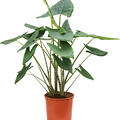 Alocasia zebrina, Tuff 2pp, im 32cm Topf, H�he 140cm, Breite 70cm
