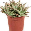 Aloe 'Vito', im 17cm Topf, H�he 25cm, Breite 22cm