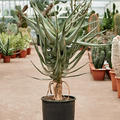 Aloe dichotoma (100-120), Stamm, im 30cm Topf, H�he 110cm, Breite 70cm