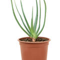 Aloe plicatilis, im 17cm Topf, H�he 30cm, Breite 20cm