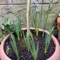 Alpenveilchen-Narzisse 'February Gold', Narcissus 'February Gold'