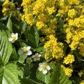 Alyssum montanum 'Berggold', Alyssum montanum 'Berggold'