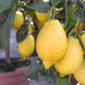 Amalfi Zitrone, Zitrus, Citrus Pflanze