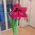 Amaryllis 'Red Pearl'�, Hippeastrum 'Red Pearl'�
