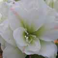 Amaryllis, Hippeastrum White Amadeus
