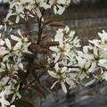 Felsenbirne, Kupfer-Felsenbirne (Amelanchier lamarckii)