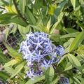 Amsonia tabernaemontana var. salicifolia, Blausternbusch, Bl�ten
