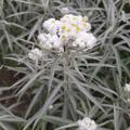Anaphalis triplinervis 'Sommerschnee, Perlpf�tchen, dekorative Staude
