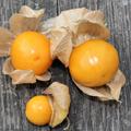 Andenbeere 'Fruttosa' - Beeren 