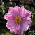 Anemone x japonica 'K�nigin Charlotte'