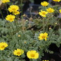 Anthemis marschalliana