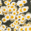 Anthemis tinctoria 'Sauce Hollandaise', F�rberkamille