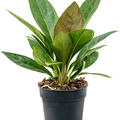 Anthurium elipticum 'Jungle' hybriden, Busch, im 17cm Topf, H�he 45cm, Breite 35cm