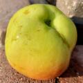 Apfel Paradis� Fata M., Malus domestica